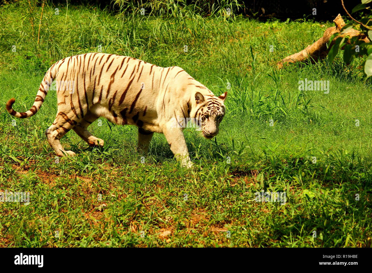 The infamous White Tiger of Delhi Zoo Stock Photo