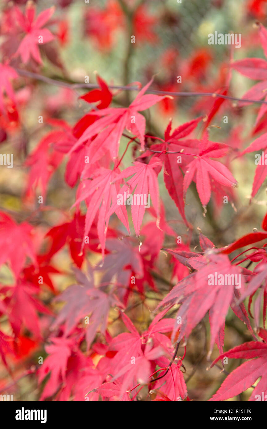 20 TSUKUBANE JAPANESE MAPLE SEEDS Acer palmatum 'Tsukubane' 