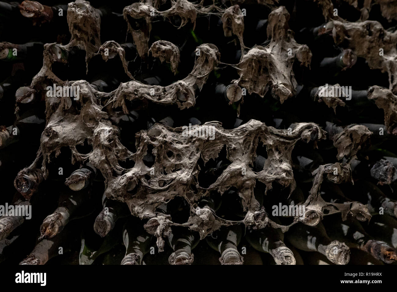 Old wine bottlers in underground cellar covered in mold Stock Photo Alamy
