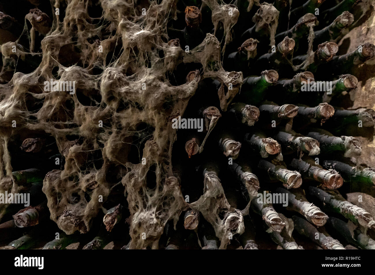 Aged wine bottles covered with mold in vintage wine cellar Stock Photo