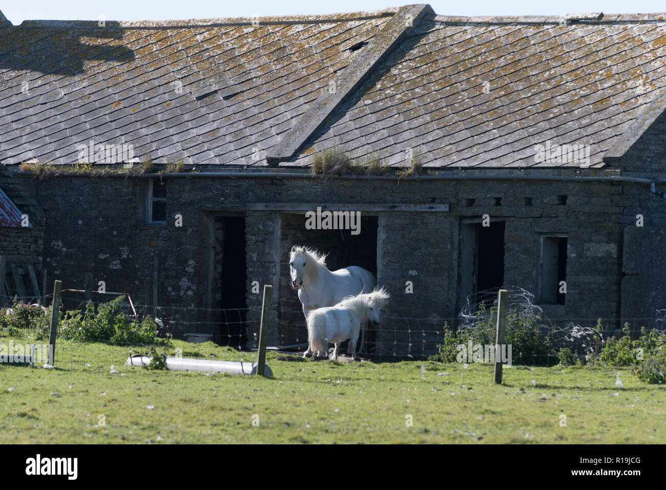 shetland ponies, south walls, orkney Stock Photo