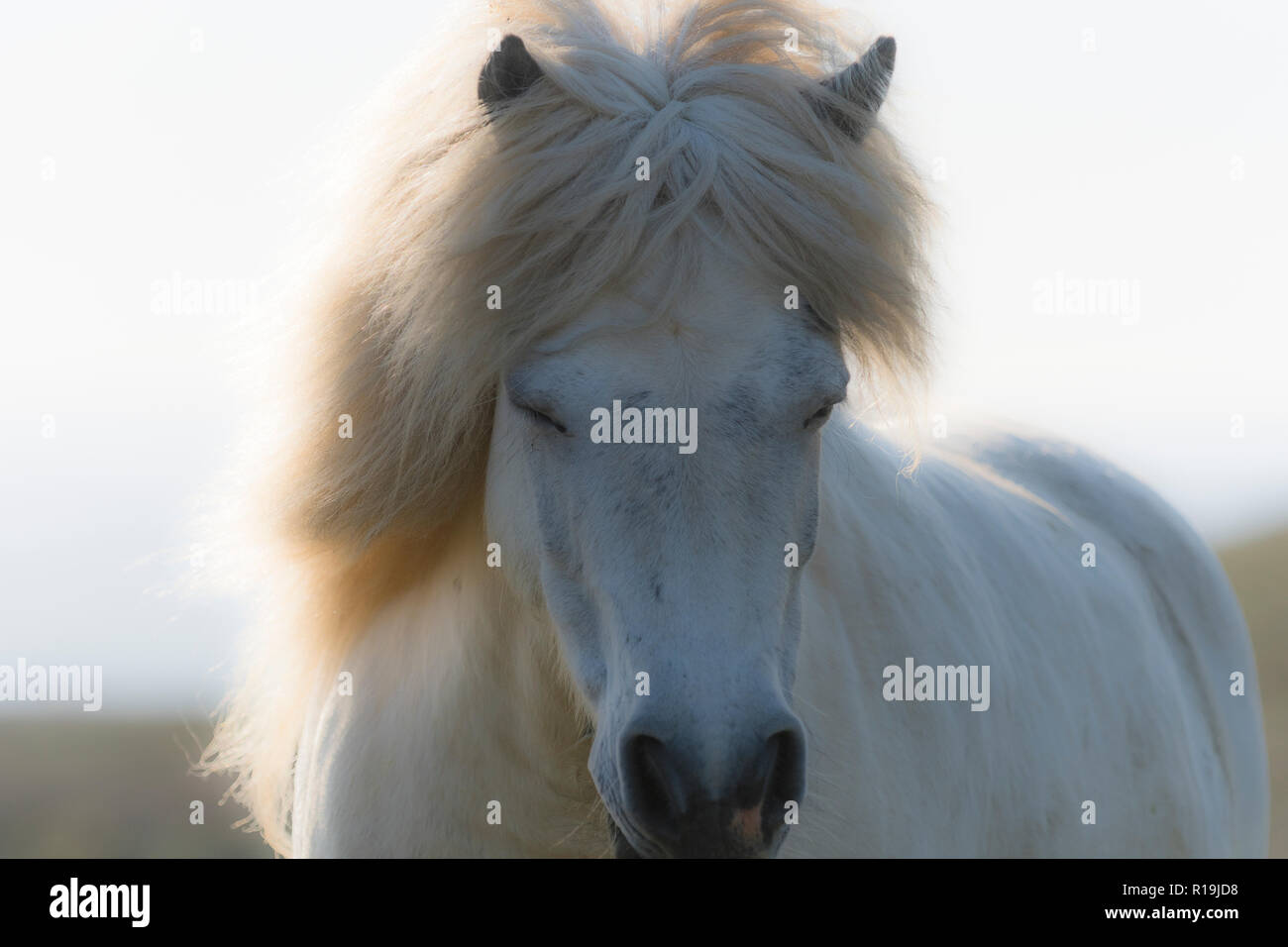 Gentle Shetland pony portrait Stock Photo