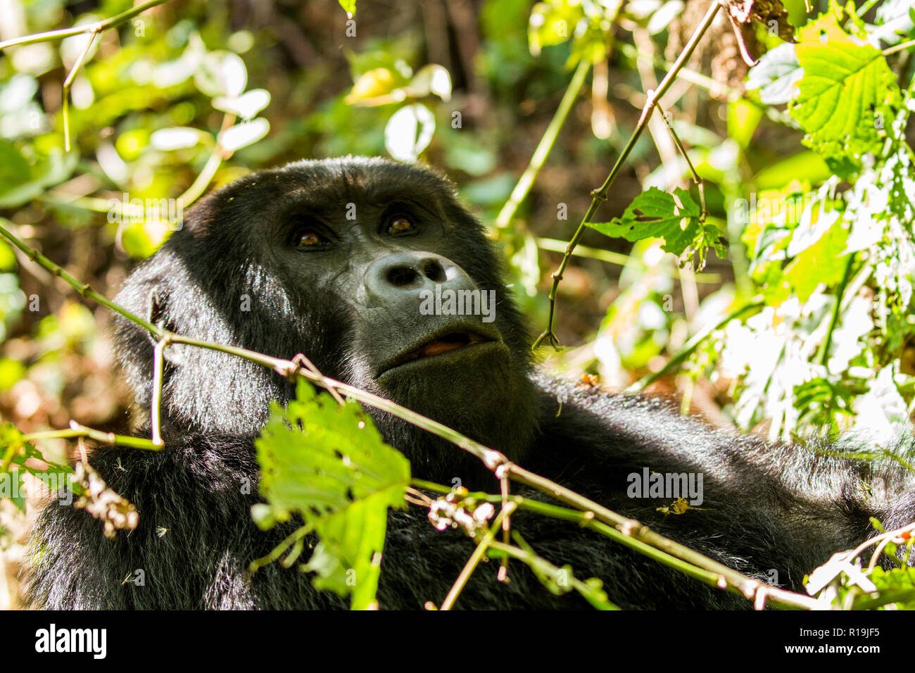 Mountain gorilla (Gorilla beringei beringei) Gorillas in Bwindi reserve, Uganda Stock Photo