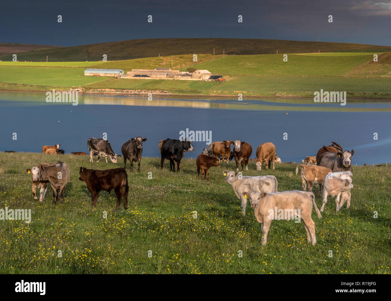 farmland and cattle, south ronaldsay Stock Photo