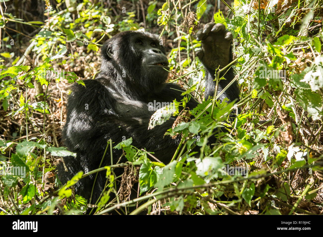 Mountain gorilla (Gorilla beringei beringei) Gorillas in Bwindi reserve, Uganda Stock Photo