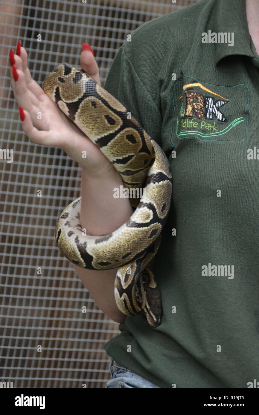 Snake keeper demonstration at the ARK Wildlife Park and Rescue