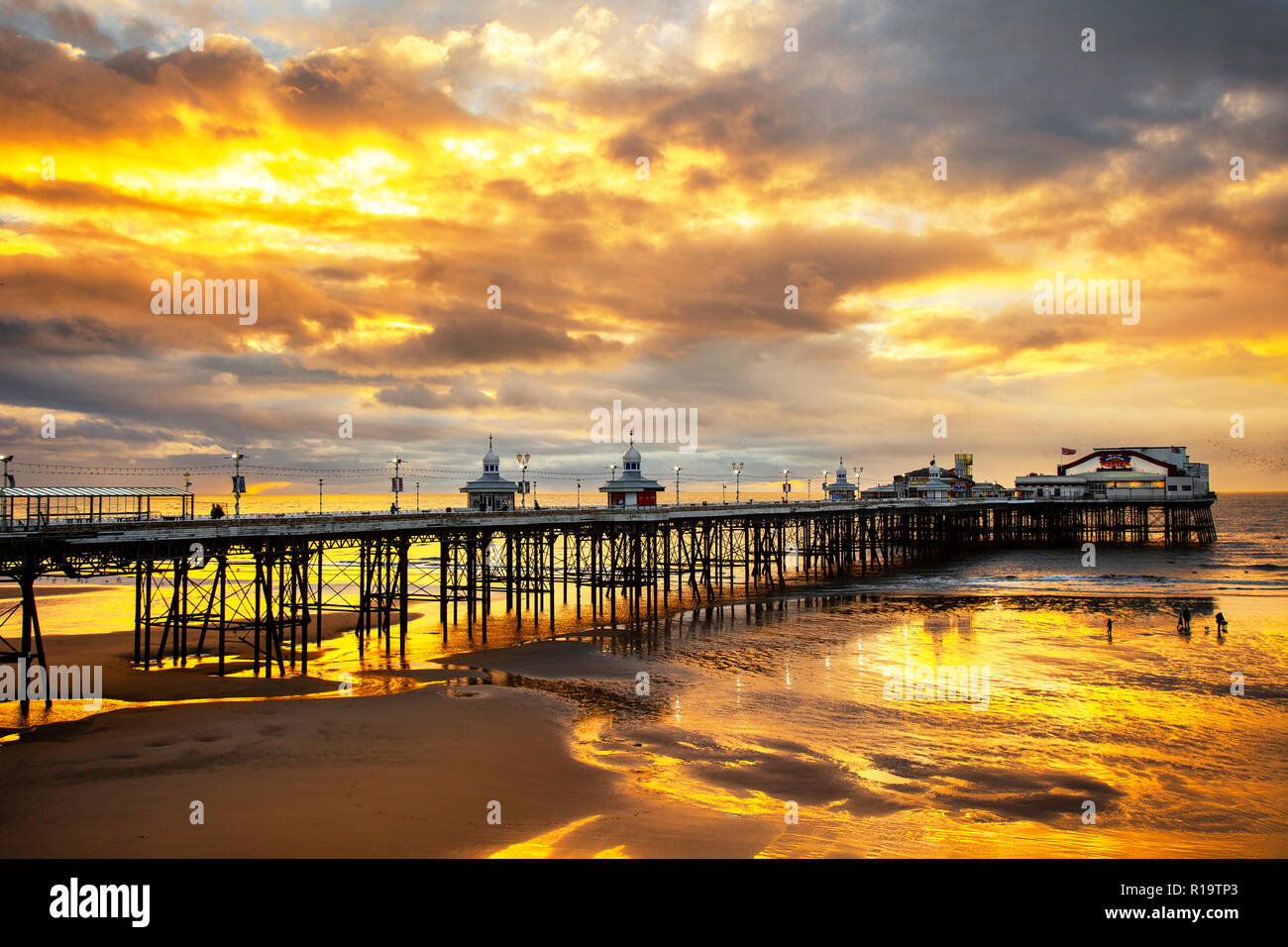 Golden Showers High Resolution Stock Photography and Images Alamy