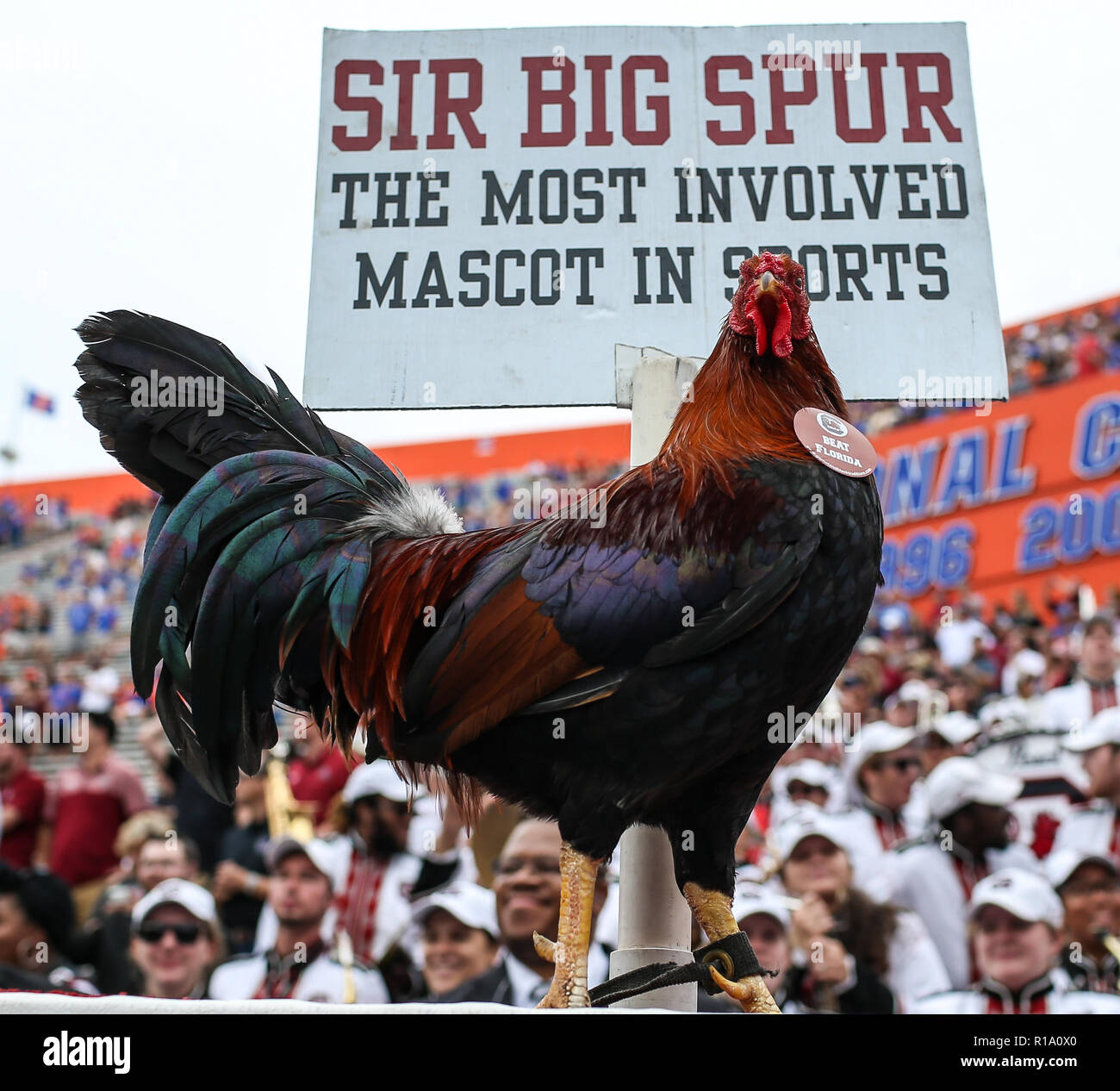 University of florida mascot hi-res stock photography and images - Alamy