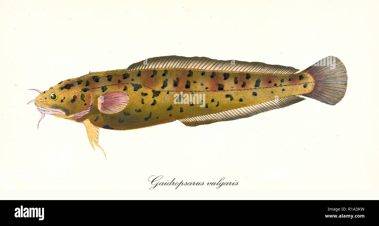 Ancient colorful illustration of Three-Bearded Rockling (Gaidropsarus vulgaris), yellow fish side view, isolated element on white background. By Edward Donovan. London 1802 Tub Gurnard Stock Photo
