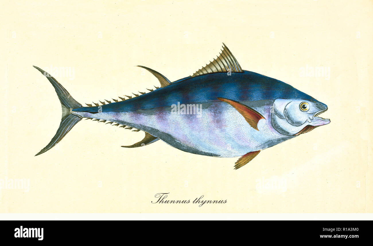 Ancient colorful illustration of Atlantic Bluefin Tuna (Thunnus thynnus), side view of the big bluish fish, isolated element on white background. By Edward Donovan. London 1802 Stock Photo