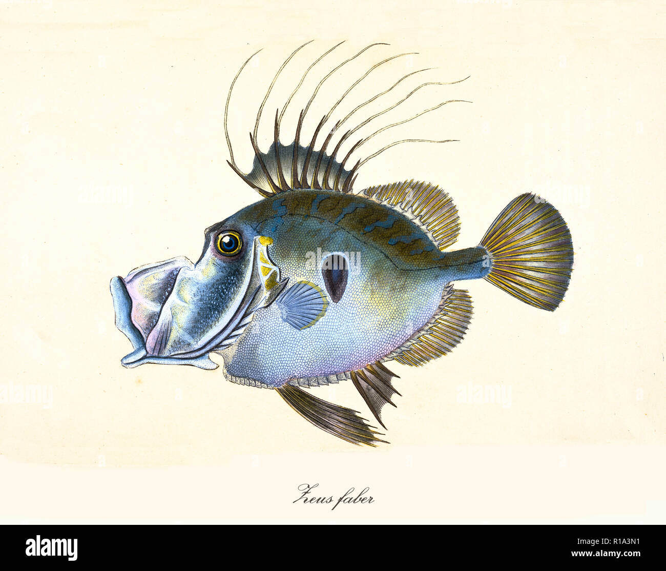 Ancient colorful illustration of John Dory (Zeus faber), side view of the strange bluish fish, isolated element on white background. By Edward Donovan. London 1802 Stock Photo