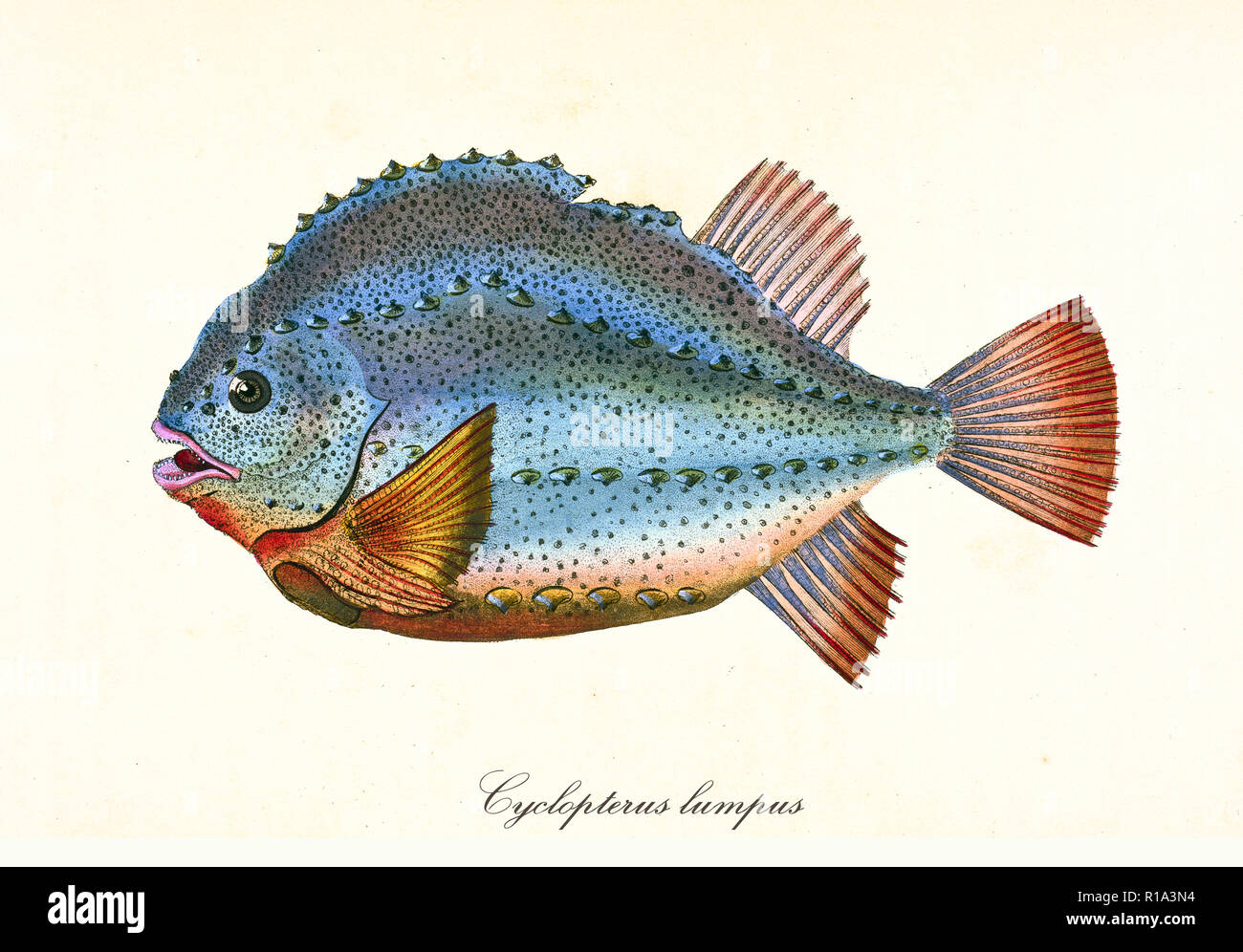 Ancient colorful illustration of Lumpsucker (Cyclopterus lumpus), side view of the strange orange and bluish fish, isolated element on white background. By Edward Donovan. London 1802 Stock Photo