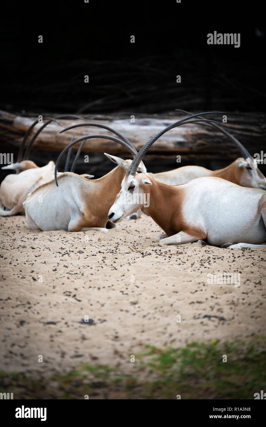 scimitar oryx, Oryx dammah, Sahara oryx Stock Photo