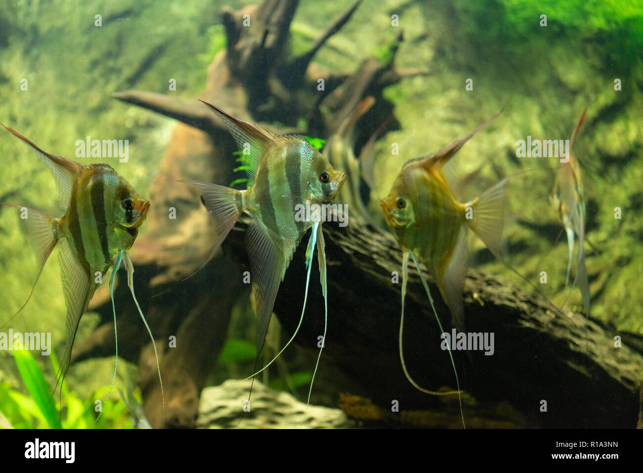 Fish Pterophyllum altum - altum angelfish - freshwater Stock Photo