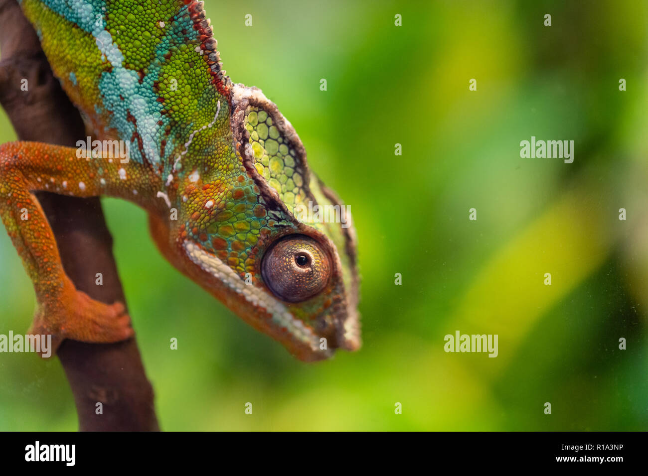 lizard panther chameleon - Furcifer pardalis Stock Photo