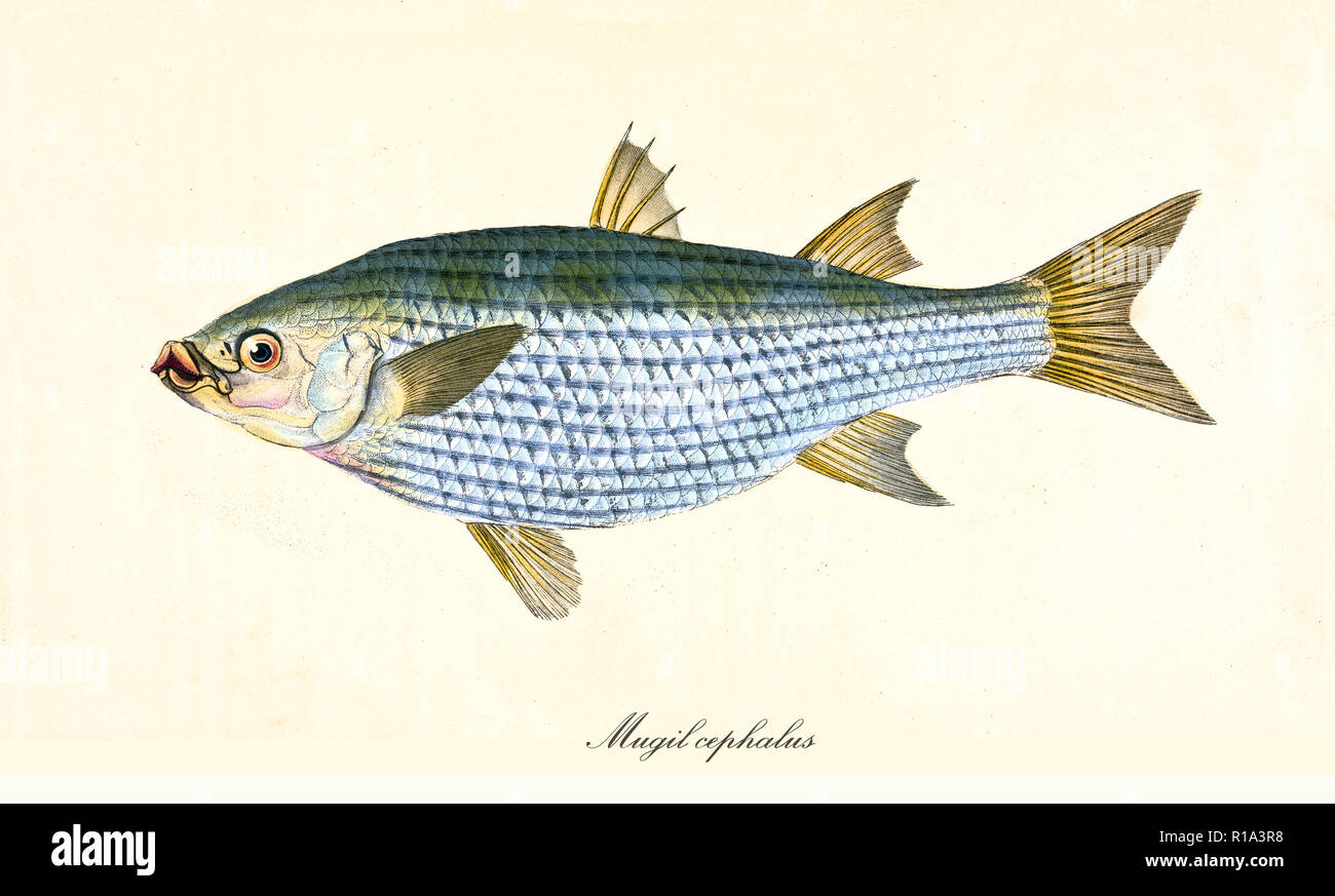Ancient colorful illustration of Flathead Grey Mullet (Mugil cephalus), side view of the light blue fish with little yellow tones, isolated element on white background. By Edward Donovan. London 1802 Stock Photo