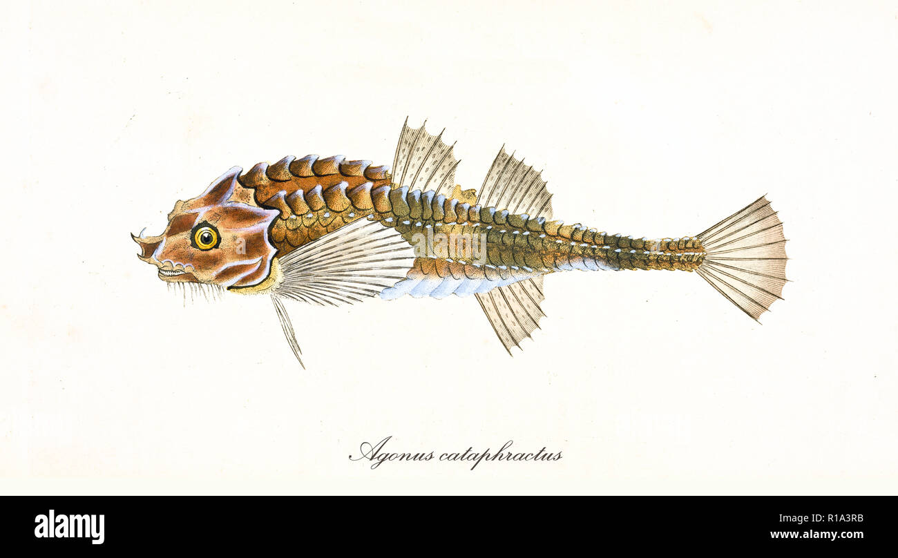 Ancient colorful illustration of Pogge (Agonus cataphractus), side view of the strange  fish with hard scales like an armor, isolated element on white background. By Edward Donovan. London 1802 Stock Photo