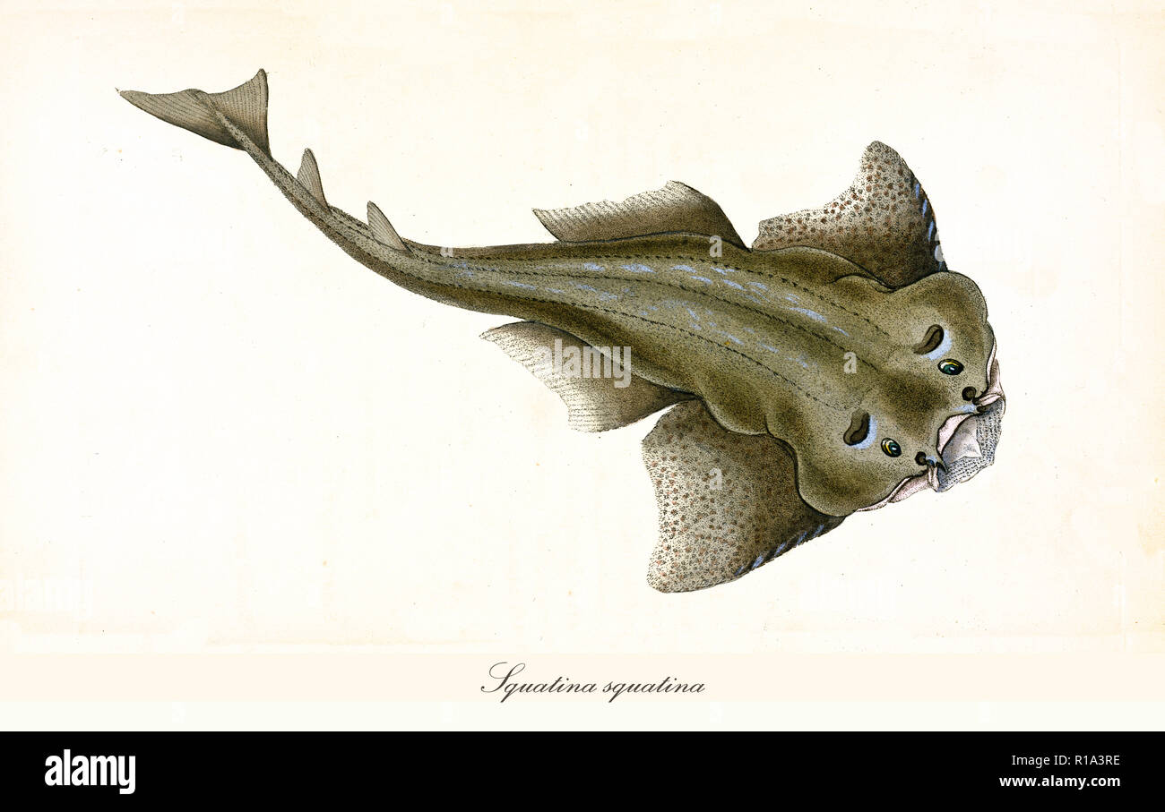 Ancient colorful illustration of Angelshark (Squatina squatina), top view of the strange  fish similar to a green ray, isolated element on white background. By Edward Donovan. London 1802 Stock Photo