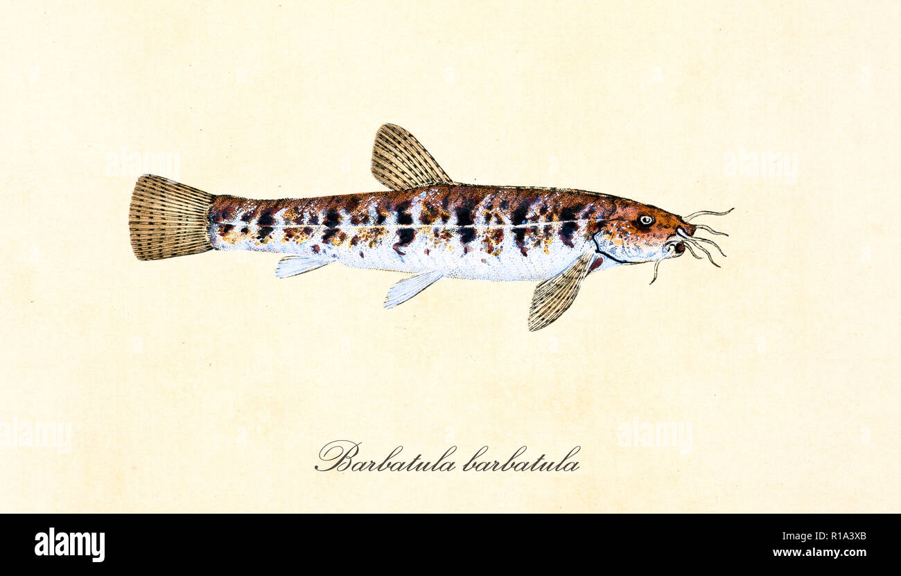 Ancient colorful illustration Stone Loach (Barbatula barbatula), side view of the fish with red and white strips over its body, isolated element on white background. By Edward Donovan. London 1802 Stock Photo