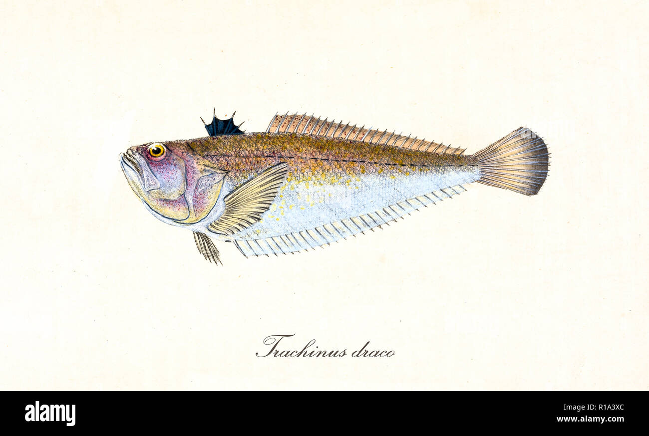 Ancient colorful illustration of Greater Weever (Trachinus draco), side view of the fish with long rows of thorns on its body, isolated element on white background. By Edward Donovan. London 1802 Stock Photo