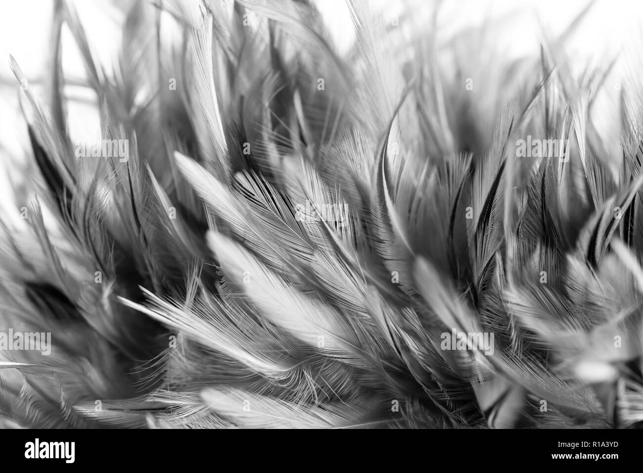 black and white blur style chicken feather texture background Stock Photo
