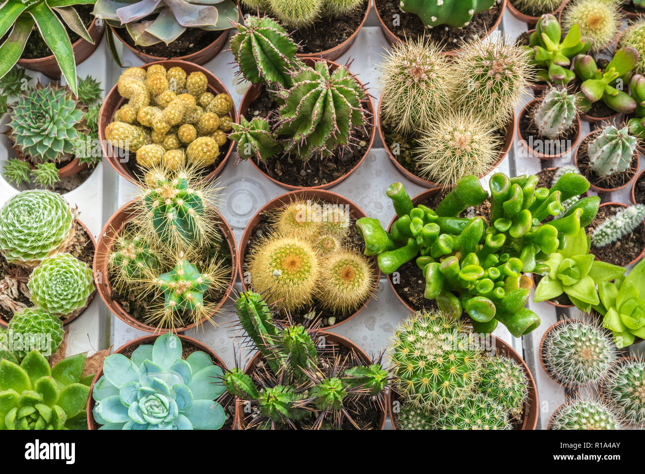 Assortment of varied succulent plants, cactuses. Modern fashionable pattern  texture, exotic spiny background Stock Photo - Alamy