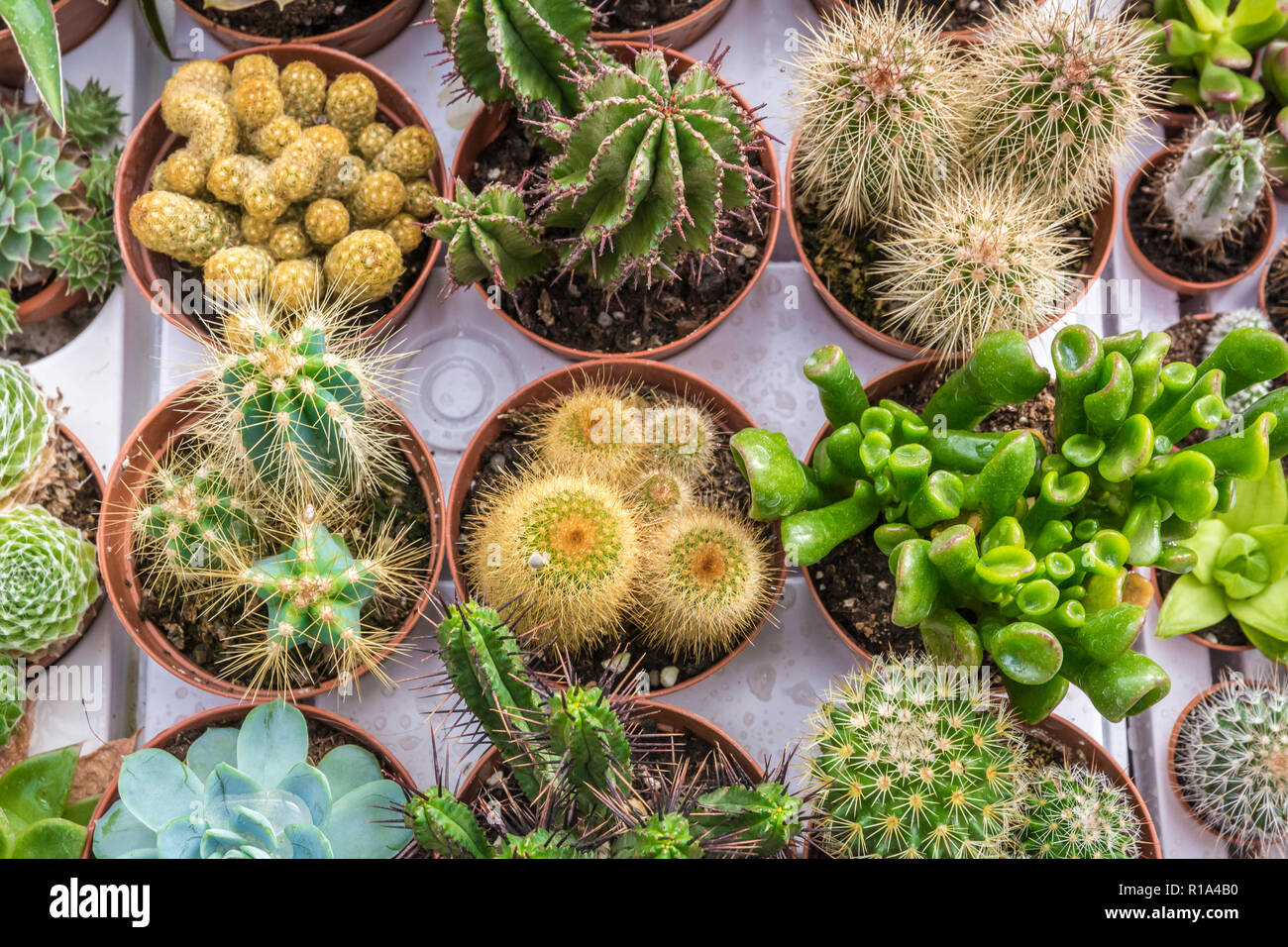 Assortment of varied succulent plants, cactuses. Modern fashionable pattern texture, exotic spiny background Stock Photo