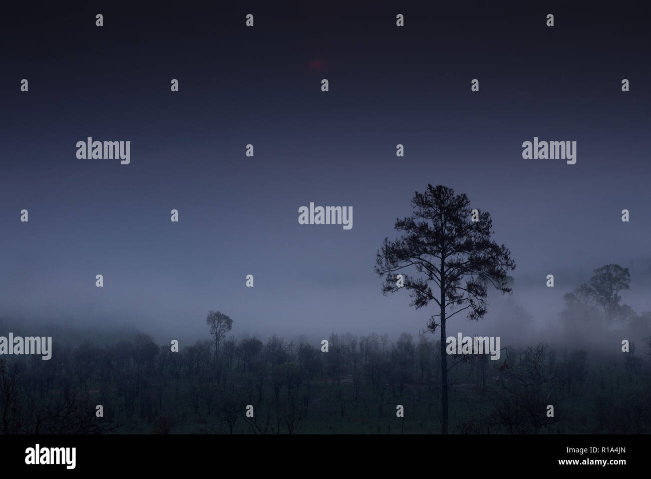 Multiple tree silhouette in fog hi-res stock photography and images - Alamy