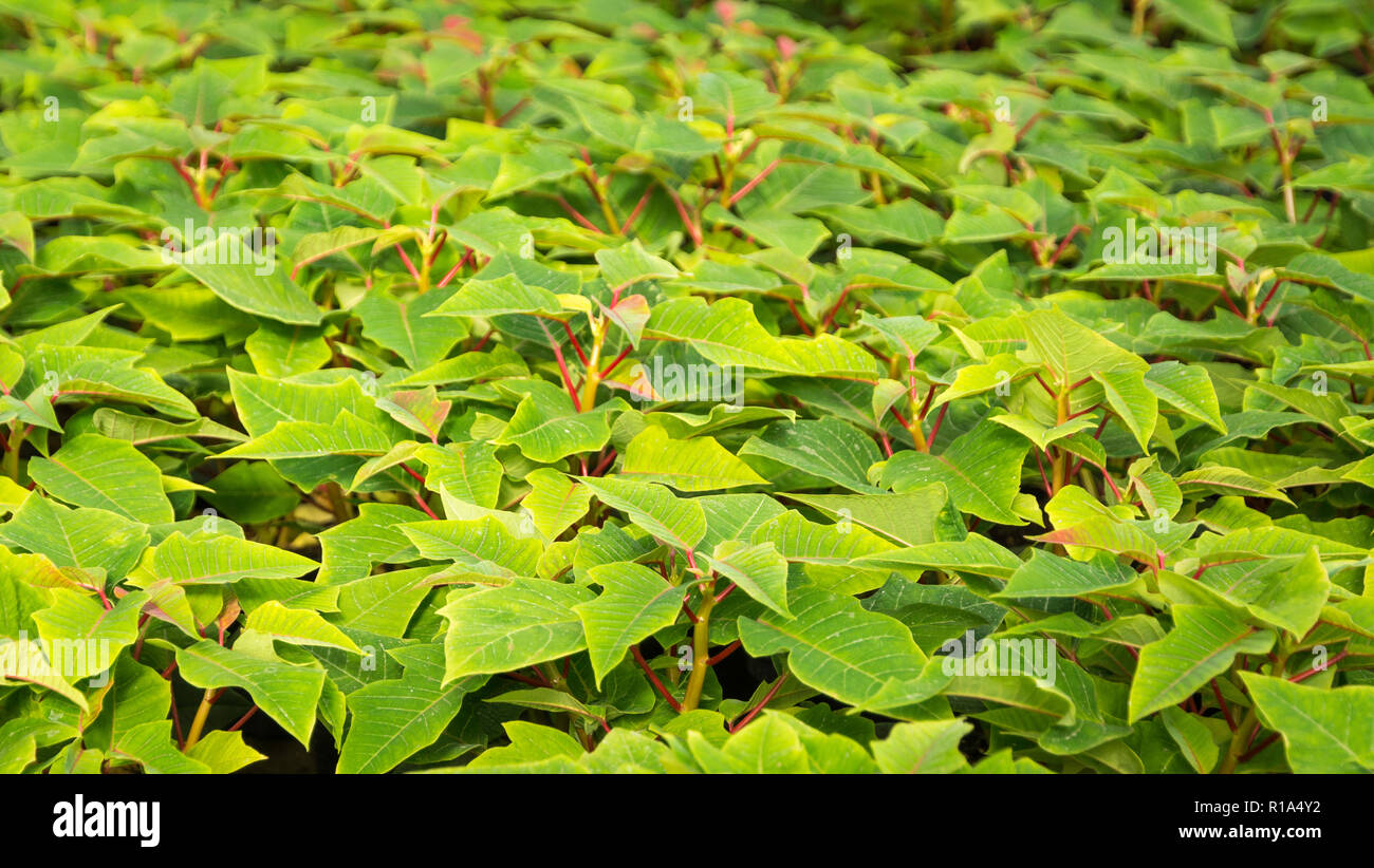 small plants of poinsettia or christmas star flower.Euphorbia pulcherrima is a popular garden plant associated with winter festivities Stock Photo