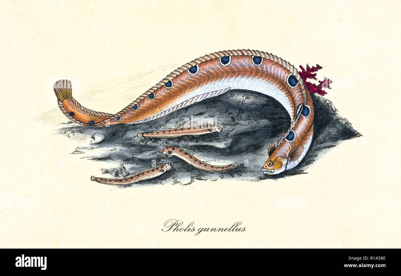 Ancient colorful illustration of Rock Gunnel (Pholis gunnellus), detail of the eel with its cubs on a rock , isolated element on white background. By Edward Donovan. London 1802 Stock Photo