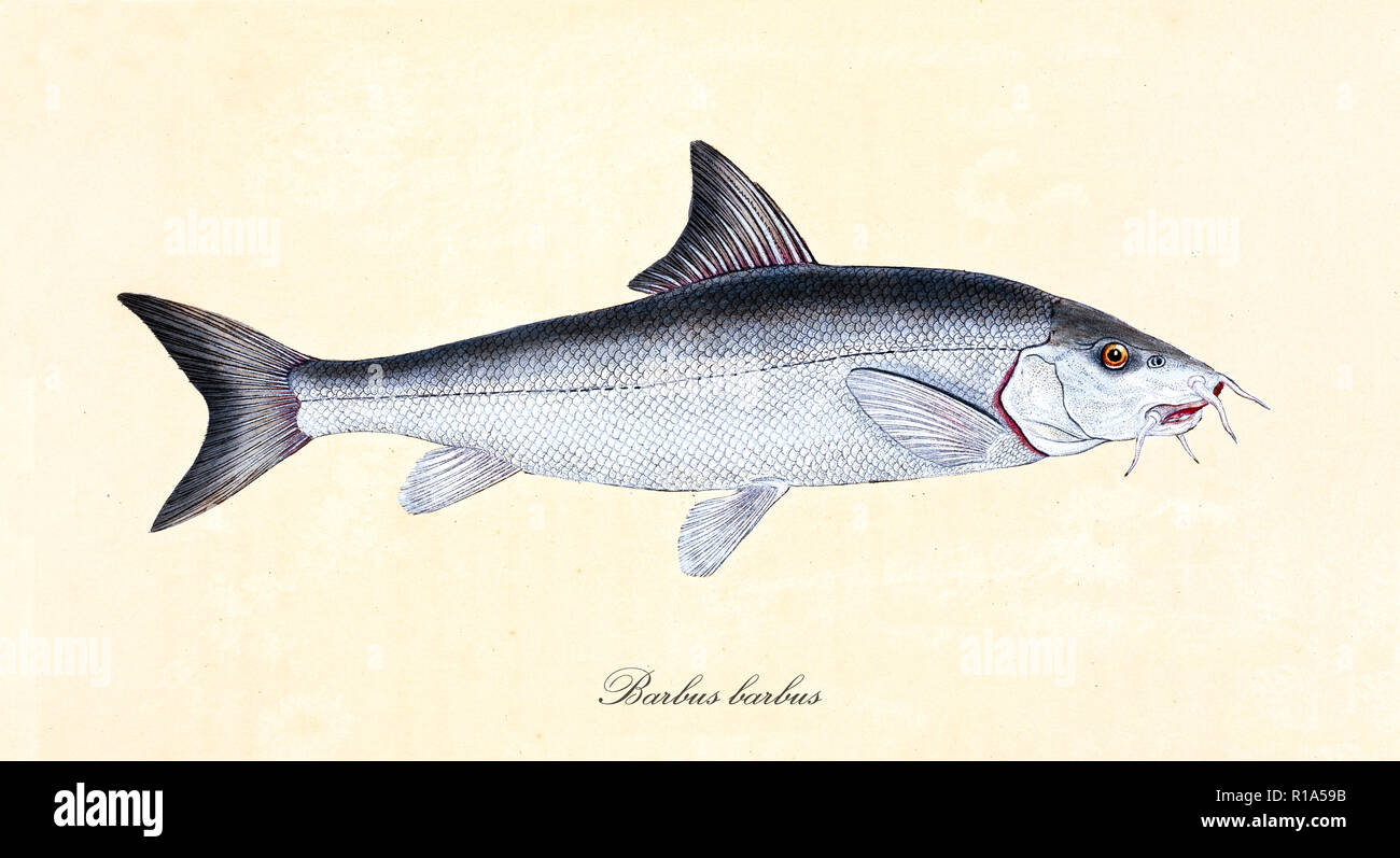 British barbel illustration hi-res stock photography and images - Alamy