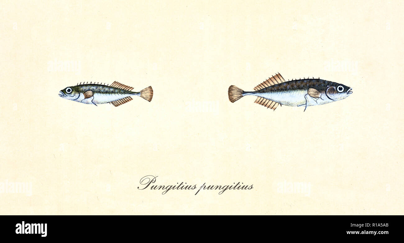 Ancient colorful illustration of Ninespine Stickleback (Pungitius pungitius), side view detail of two little fishes, isolated element on white background. By Edward Donovan. London 1802 Stock Photo