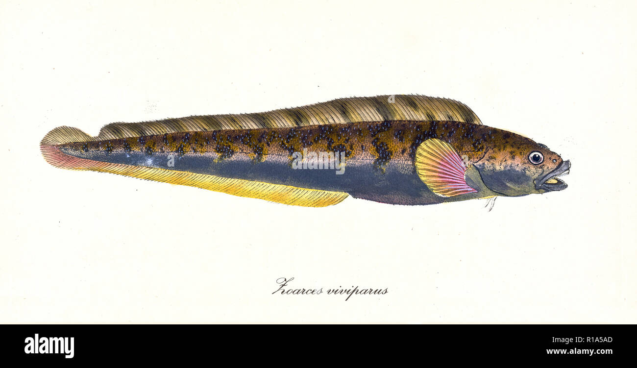 Ancient colorful illustration of Viviparous Eelpout (Zoarces viviparus), side view of a eel with dark purple and yellow skin, isolated element on white background. By Edward Donovan. London 1802 Stock Photo
