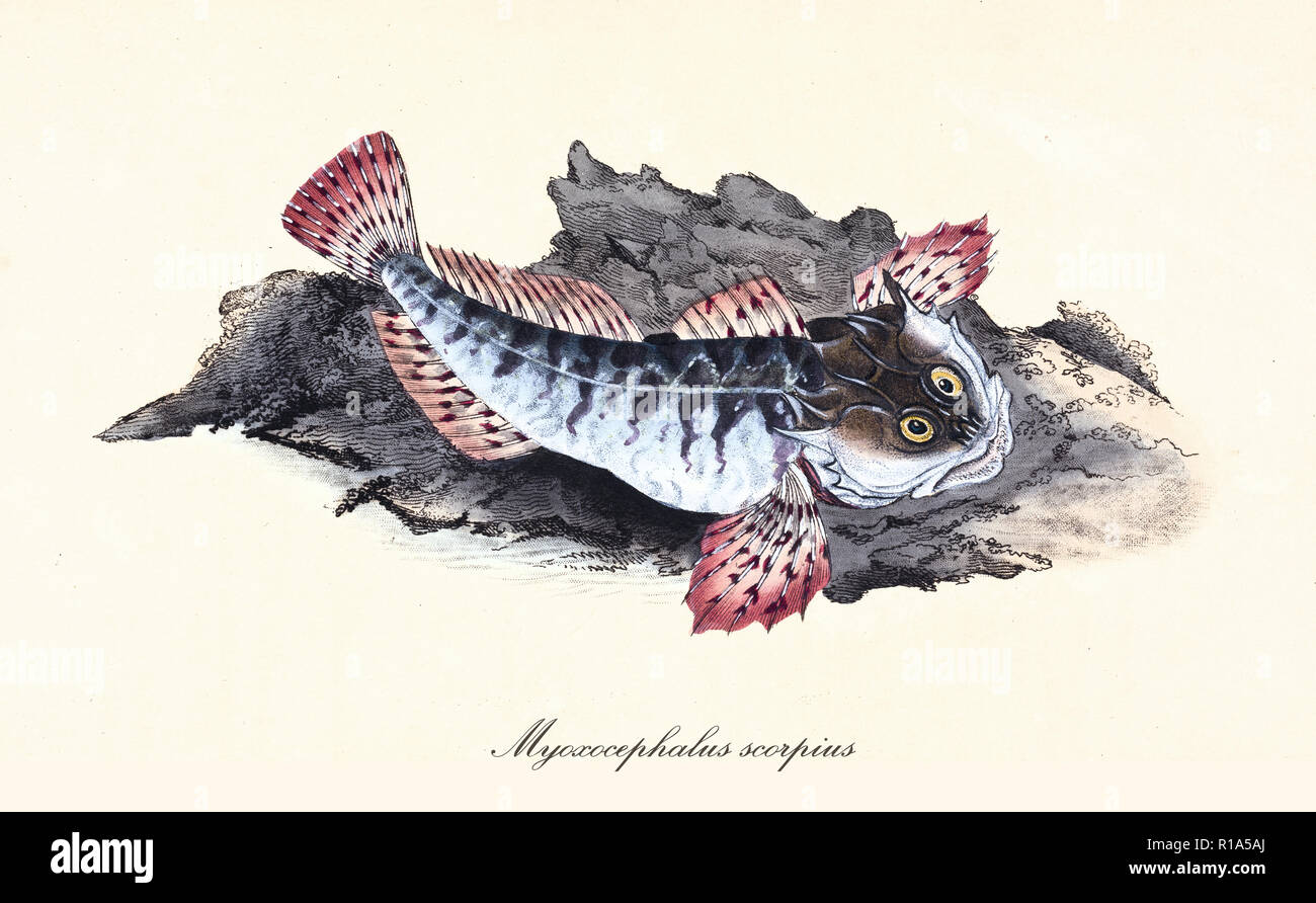 Ancient colorful illustration of Sea Scorpion (Myoxocephalus scorpius), detail of a fish with its thorny fins on a rock, isolated element on white background. By Edward Donovan. London 1802 Stock Photo