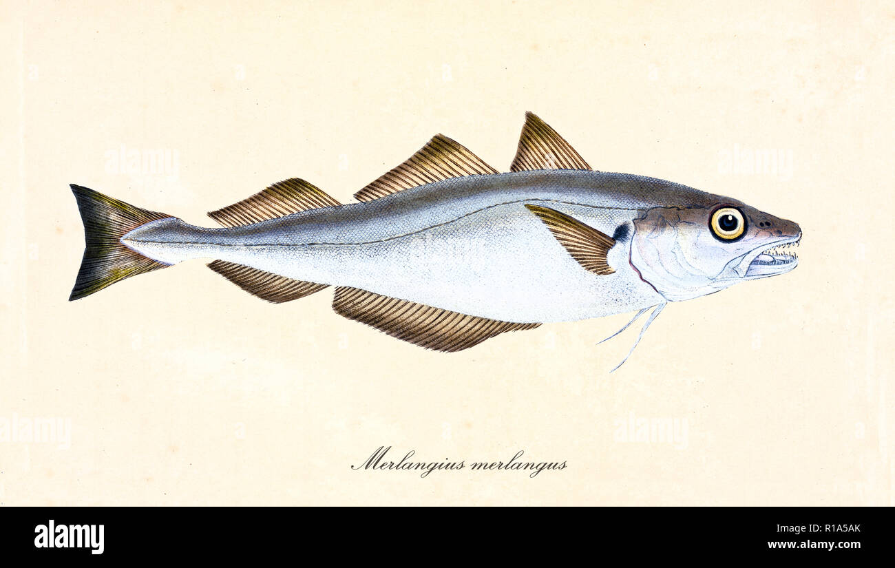 Ancient colorful illustration of Whiting (Merlangius merlangus), side view of the fish with brown fins and silvery skin, isolated element on white background. By Edward Donovan. London 1802 Stock Photo