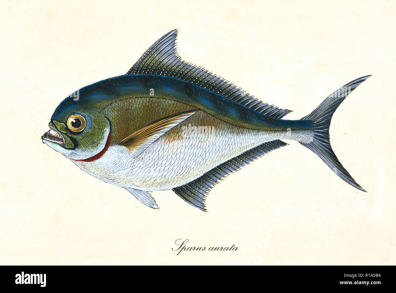 Ancient colorful illustration of Gilt-Head Bream (Sparus aurata), side view of the fish with his thorny dorsal fins, isolated element on white background. By Edward Donovan. London 1802 Stock Photo