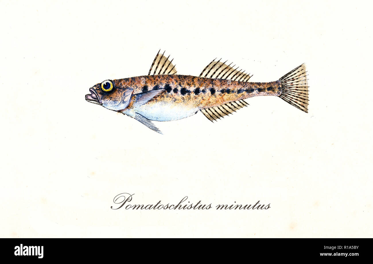 Ancient colorful illustration of Sand Goby (Pomatoschistus minutus), side view of the fish with his long thorny dorsal fins, isolated element on white background. By Edward Donovan. London 1802 Stock Photo