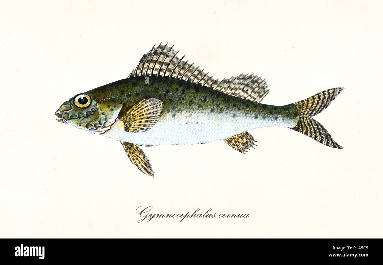 Ancient colorful illustration of Eurasian Ruffe (Gymnocephalus cernua), side view of the greenish fish with his thorny dorsal fins, isolated element on white background. By Edward Donovan. London 1802 Stock Photo