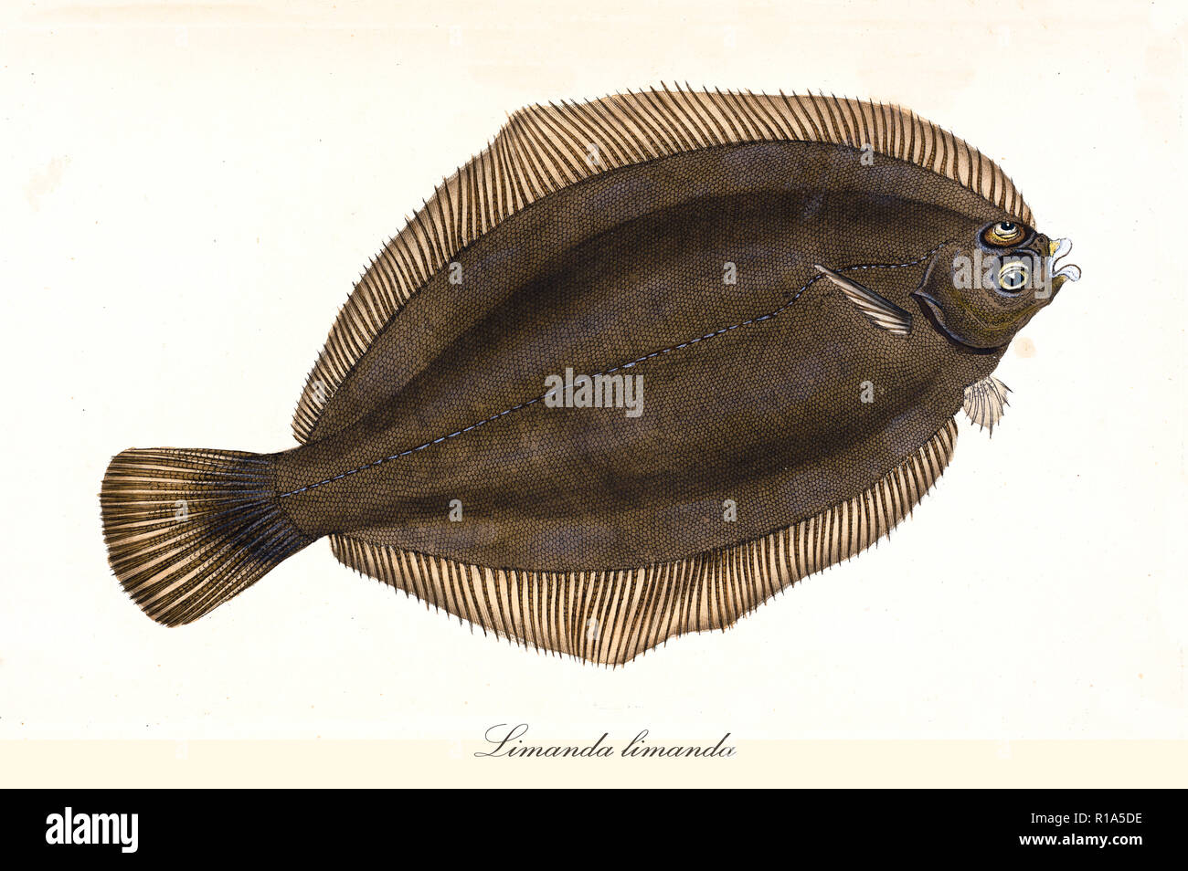 Common dab limanda limanda hi-res stock photography and images - Alamy