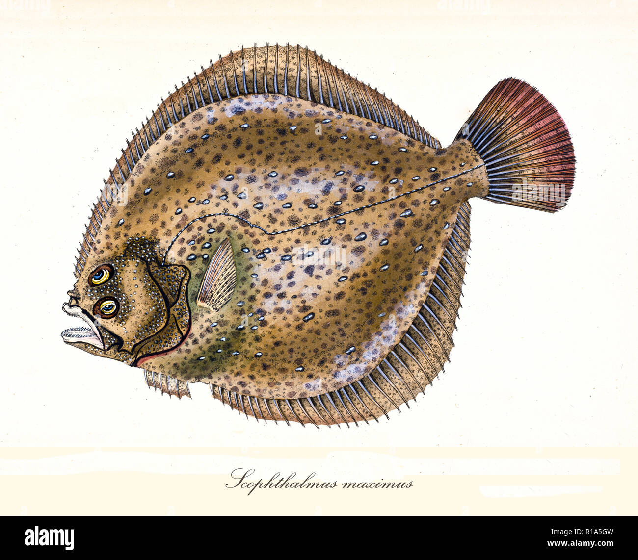 Scophthalmus Maximus Hi res Stock Photography And Images Alamy scophthalmus-maximus-hi-res-stock-photography-and-images-alamy