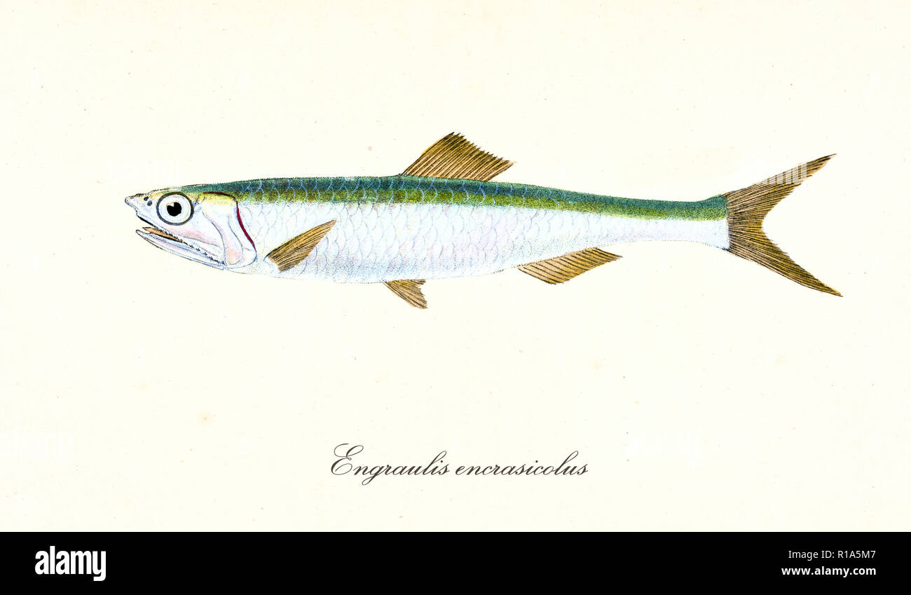 Ancient colorful illustration of European anchovy (Engraulis encrasicolus), side view of the fish with its silvery and green skin, isolated element on white background. By Edward Donovan. London 1802 Stock Photo