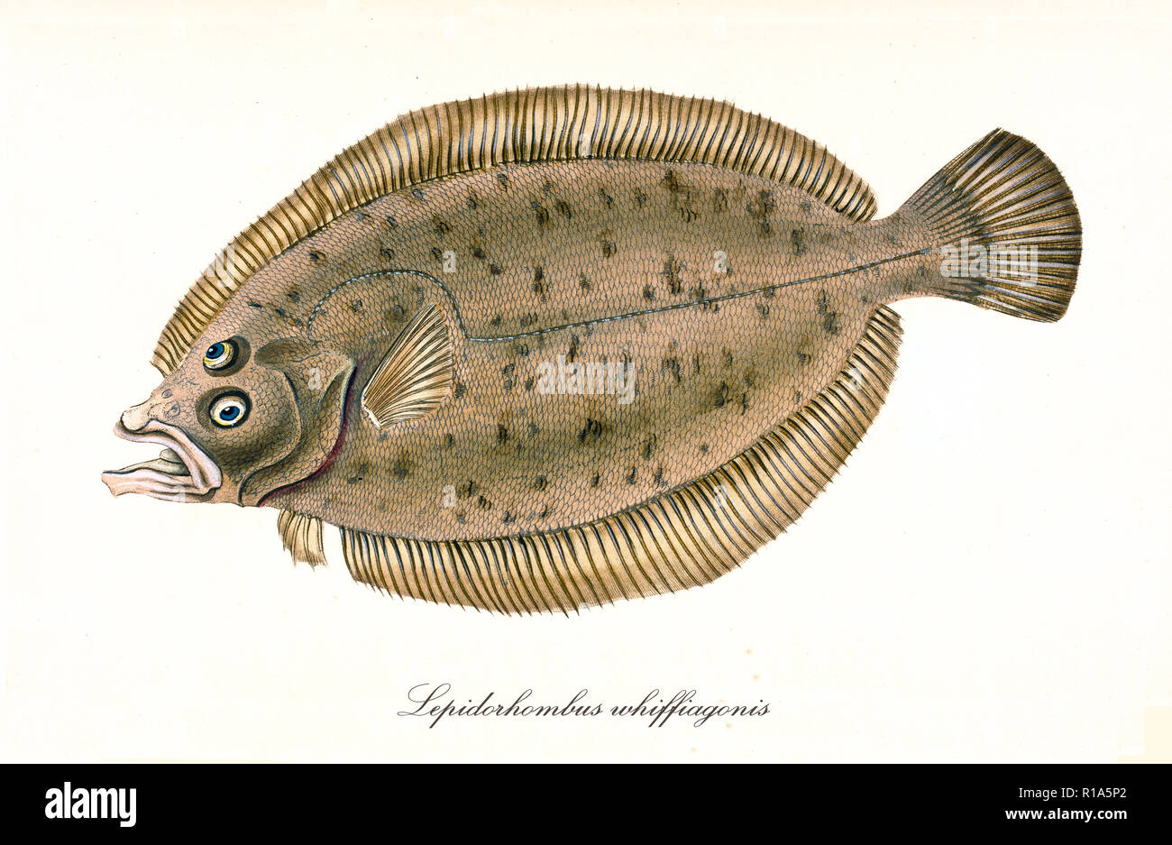 Ancient colorful illustration of Megrim (Lepidorhombus whiffiagonis), detailed view of the flat fish with its brownish skin, isolated element on white background. By Edward Donovan. London 1802 Stock Photo
