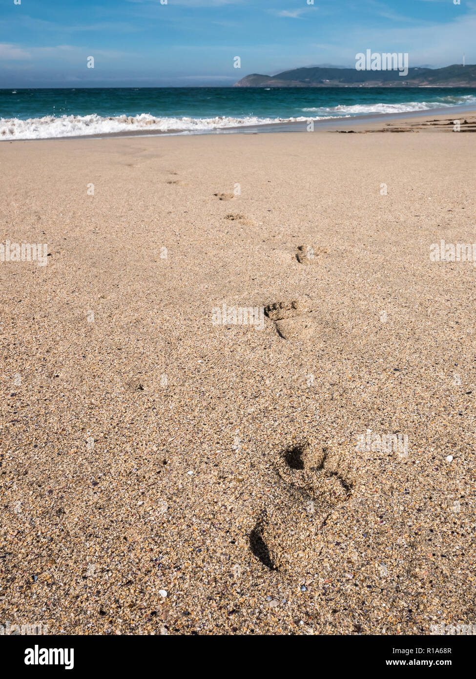 Close-up of footprints in the sand on the beach of Praia do Rostro in Galicia, Spain near Finisterre and Way of Saint James Stock Photo