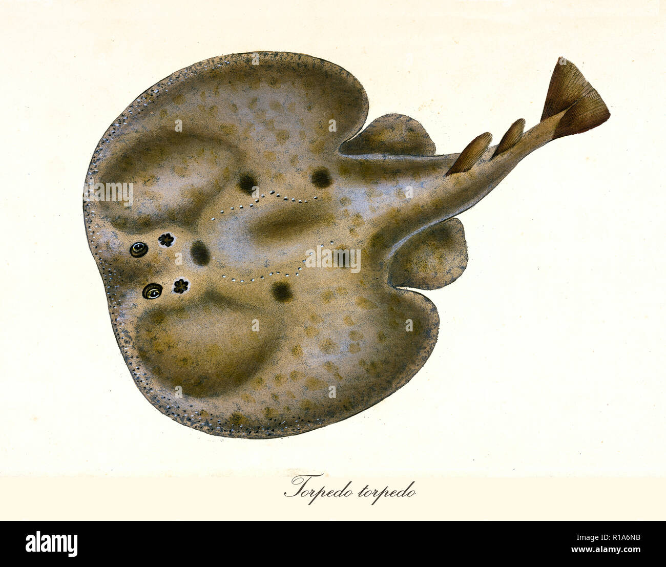 Ancient colorful illustration of Common torpedo (Torpedo torpedo), top view of the electric fish with its darkish skin, isolated element on white background. By Edward Donovan. London 1802 Stock Photo