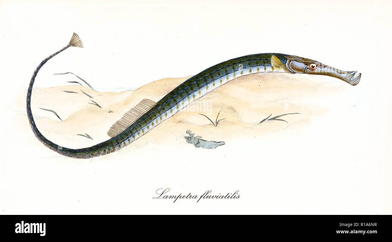 Ancient colorful illustration of European River Lamprey (Lampetra fluviatilis), detailed view of the long fish on the sand, isolated element on white background. By Edward Donovan. London 1802 Stock Photo