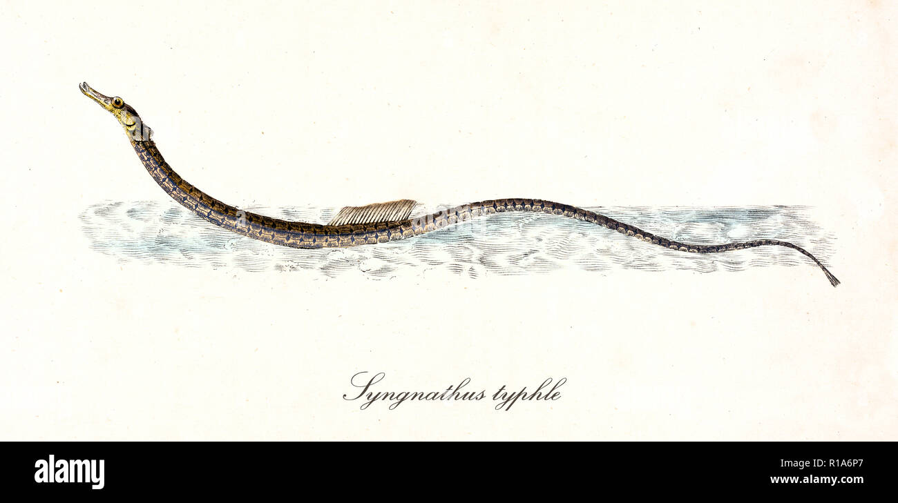 Ancient colorful illustration of Broadnosed Pipefish (Syngnathus typhle), side view of the long fish with its golden head, isolated element on white background. By Edward Donovan. London 1802 Stock Photo