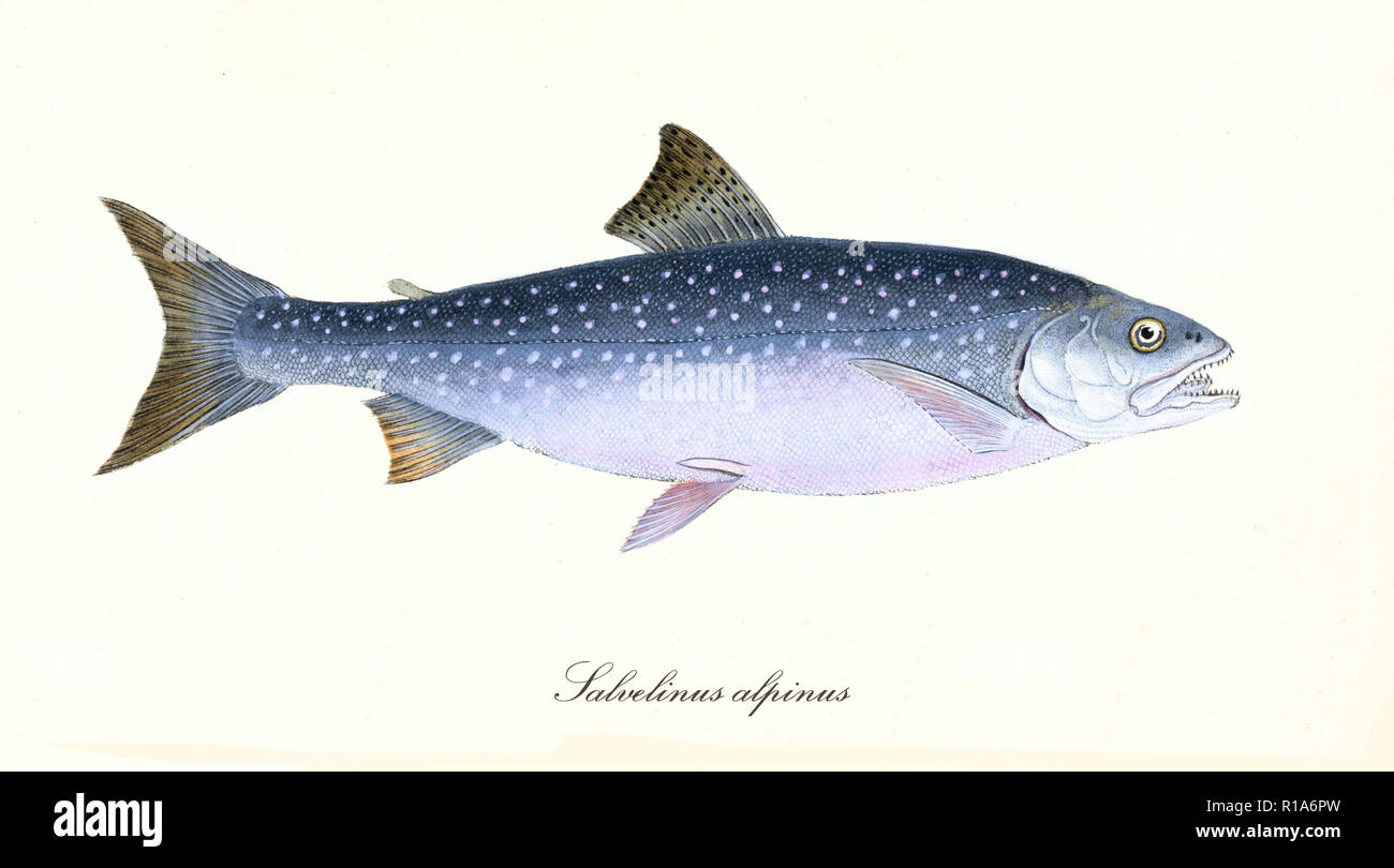 Ancient colorful illustration of Arctic Char (Salvelinus alpinus), side view of the fish with its blue pink dotted skin, isolated element on white background. By Edward Donovan. London 1802 Stock Photo
