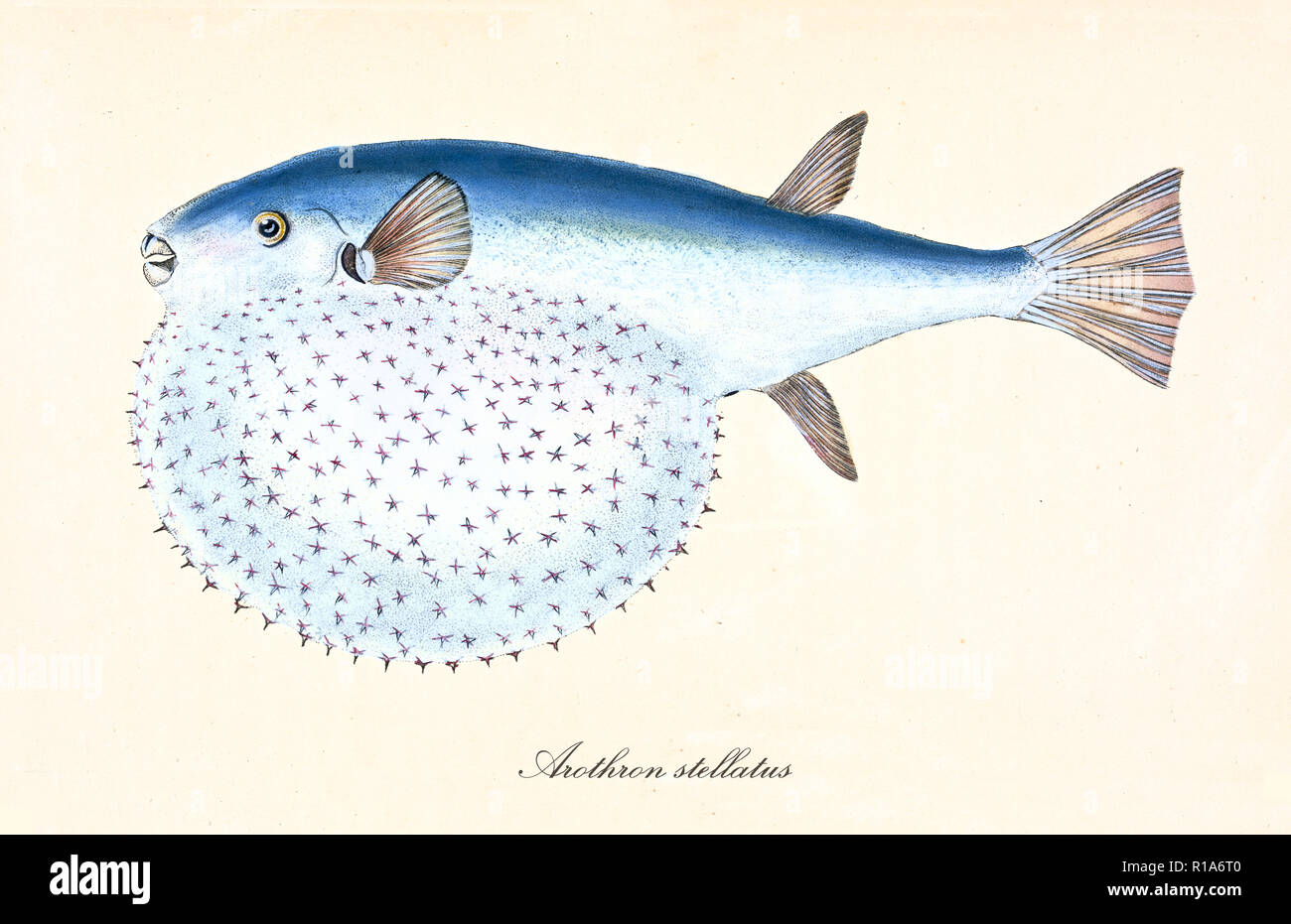 Ancient colorful illustration Stellate Puffer (Arothron stellatus), side view of the long fish swelling its throat, isolated element on white background. By Edward Donovan. London 1802 Stock Photo