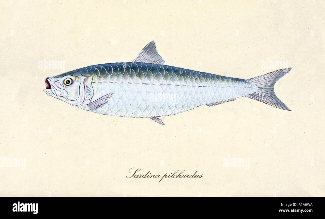 Ancient colorful illustration of European pilchard (Sardina pilchardus), Side view of the fish with its silver skin and fins, isolated element on white background. By Edward Donovan. London 1802 Stock Photo