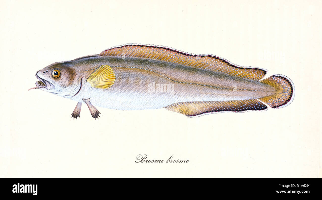 Ancient colorful illustration of Cusk (Brosme brosme), Side view of the long fish with its brownish and white skin and long fins, isolated element on white background. By Edward Donovan. London 1802 Stock Photo